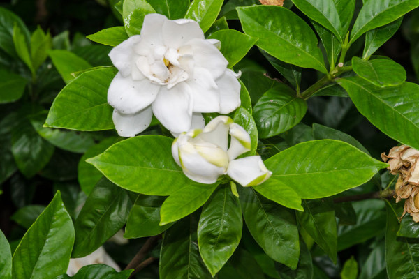 梔子花花期是什么時候