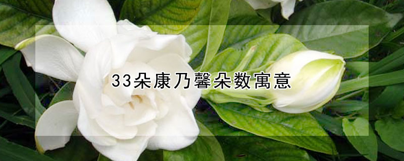 梔子花的花語是什么