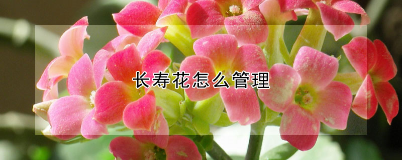 長壽花怎么管理