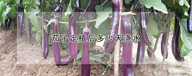 茄子定植后多少天澆水