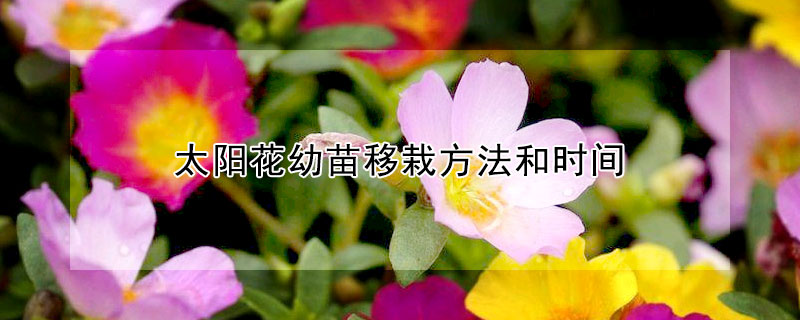 太陽花幼苗移栽方法和時間