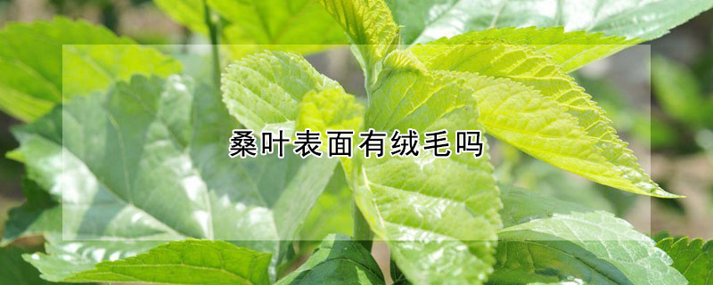 桑葉表面有絨毛嗎