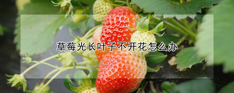 草莓光長葉子不開花怎么辦