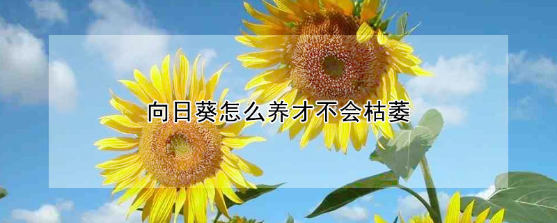 向日葵怎么養(yǎng)才不會枯萎