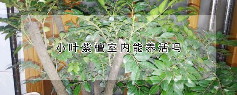 小葉紫檀室內(nèi)能養(yǎng)活嗎