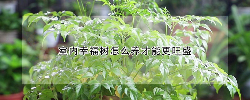 室內幸福樹怎么養才能更旺盛