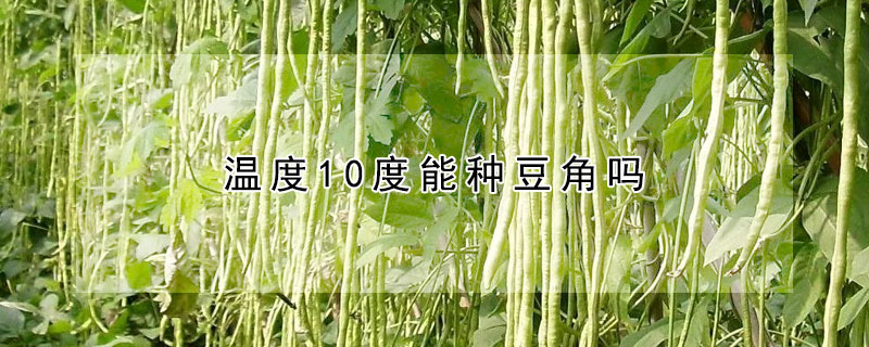 溫度10度能種豆角嗎