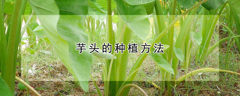 芋頭的種植方法