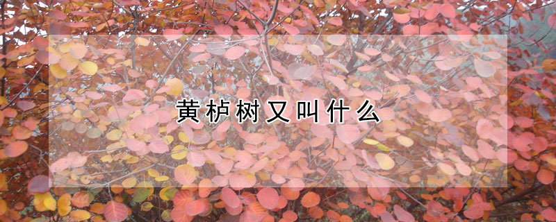 黃櫨樹又叫什么