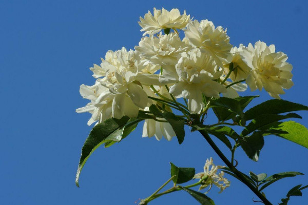 木香花為什么不能種