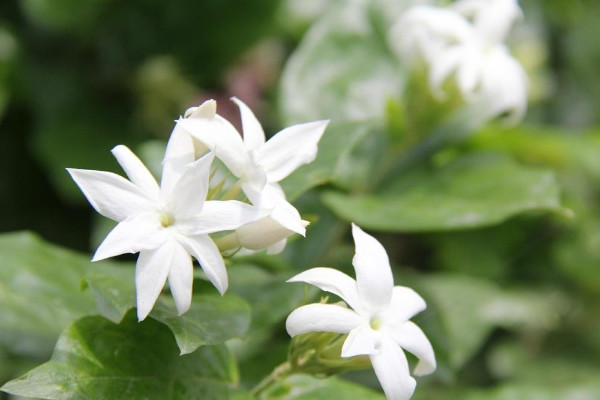 什么花沒有毒適合家養