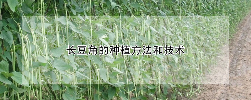 長豆角的種植方法和技術