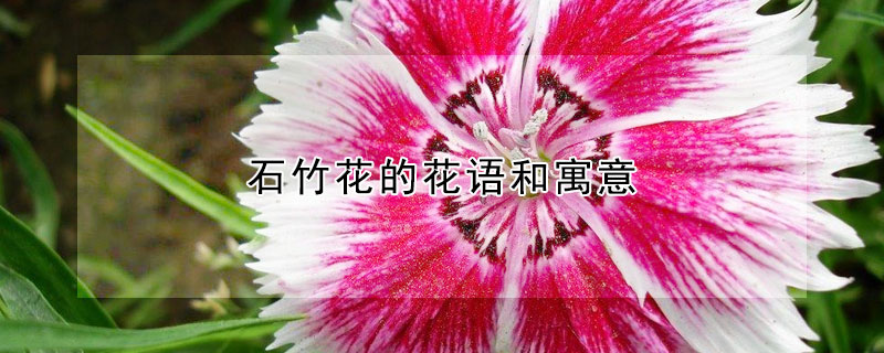 石竹花的花語和寓意