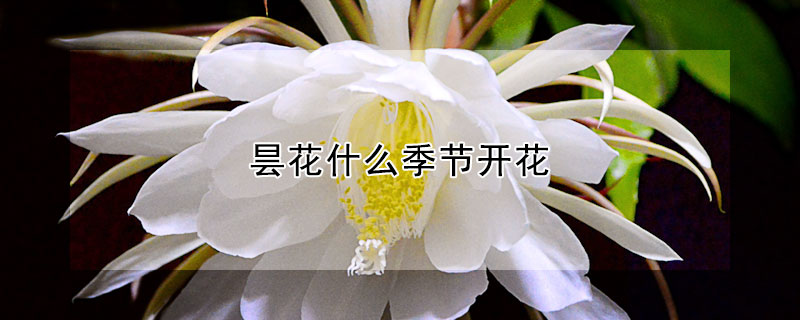 曇花什么季節開花