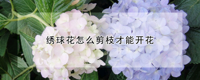 繡球花怎么剪枝才能開花