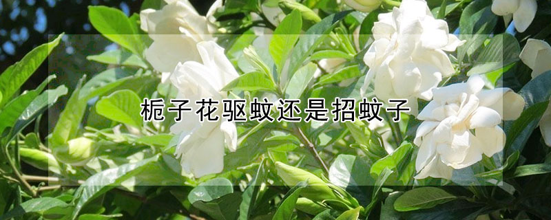 梔子花驅(qū)蚊還是招蚊子