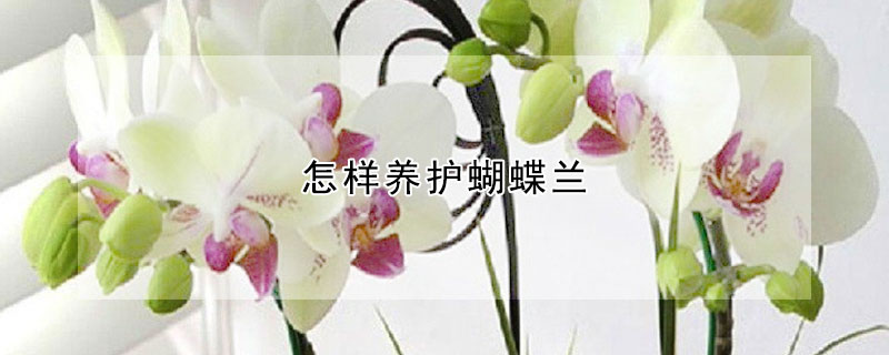 怎樣養(yǎng)護蝴蝶蘭