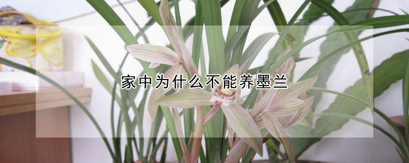 家中為什么不能養(yǎng)墨蘭