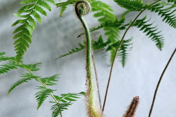 蕨類植物有哪些