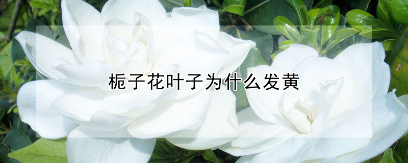 梔子花葉子為什么發(fā)黃