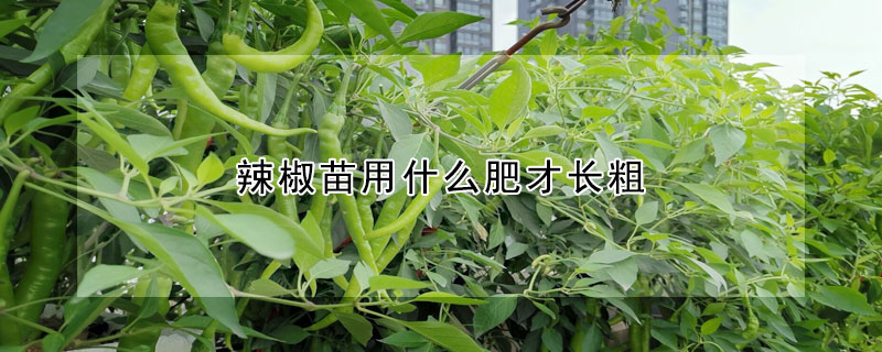 辣椒苗用什么肥才長粗