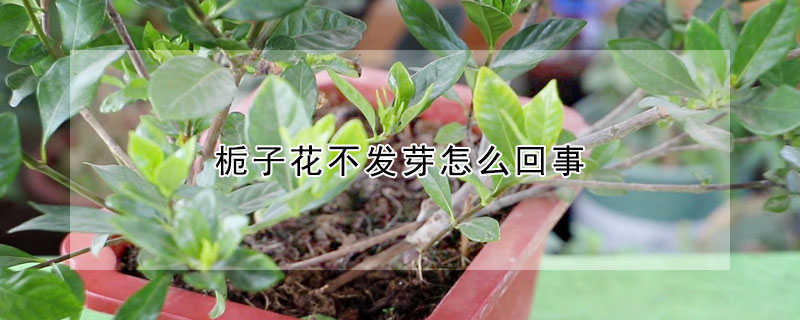 梔子花不發芽怎么回事