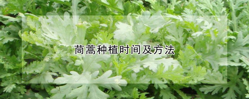 茼蒿種植時間及方法