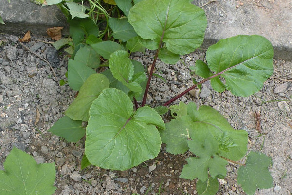 紅菜苔的養殖方法