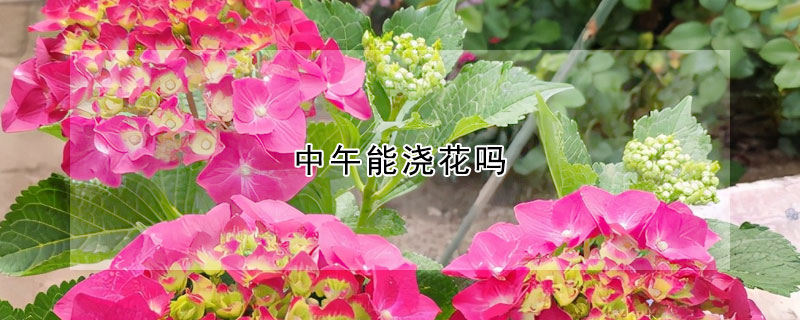 中午能澆花嗎