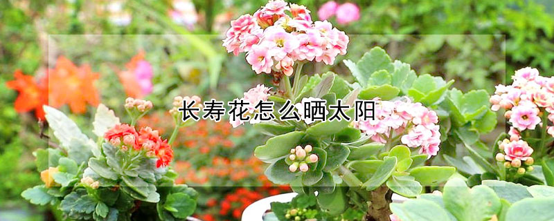 長(zhǎng)壽花怎么曬太陽(yáng)