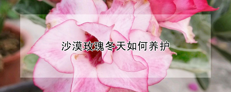 沙漠玫瑰冬天如何養(yǎng)護