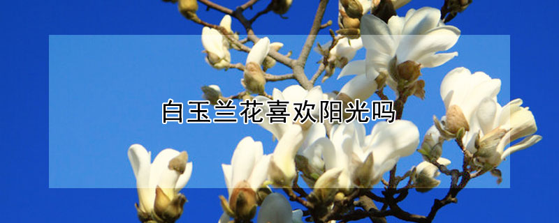 白玉蘭花喜歡陽光嗎