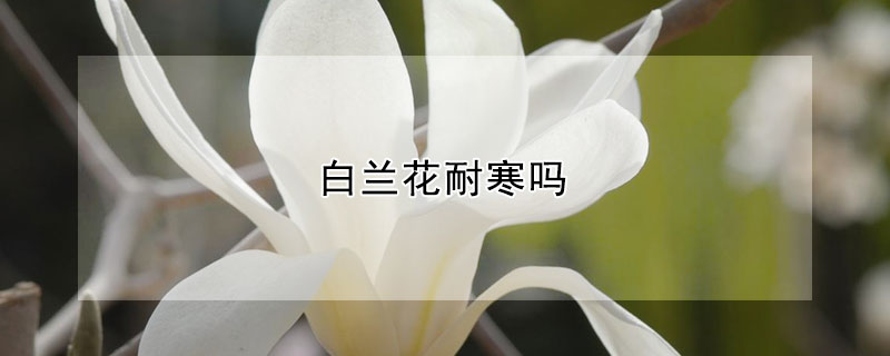 白蘭花耐寒嗎