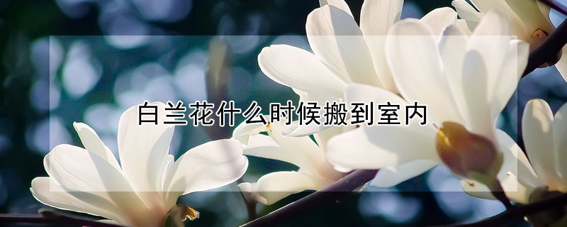 白蘭花什么時(shí)候搬到室內(nèi)