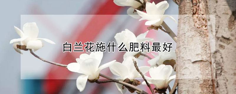 白蘭花施什么肥料最好