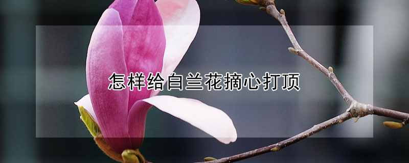 怎樣給白蘭花摘心打頂