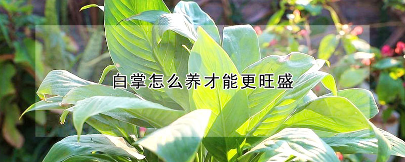 白掌怎么養(yǎng)才能更旺盛