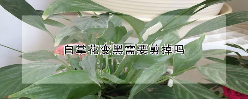 白掌花變黑需要剪掉嗎