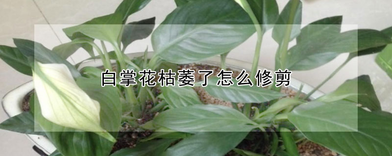 白掌花枯萎了怎么修剪