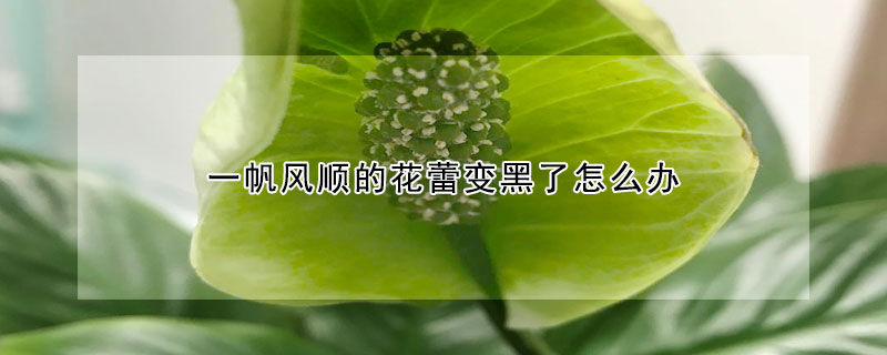 一帆風(fēng)順的花蕾變黑了怎么辦