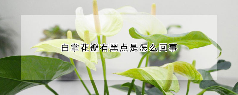 白掌花瓣有黑點是怎么回事