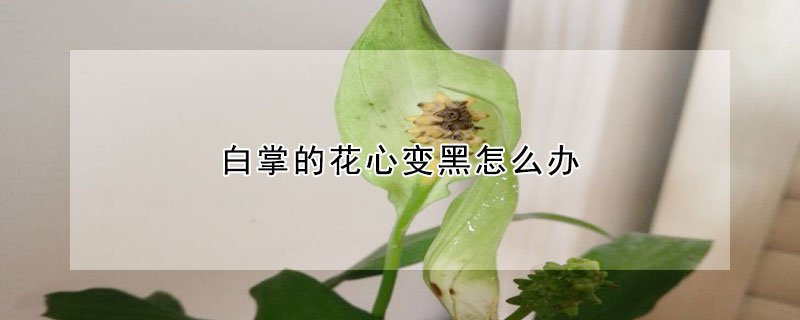 白掌的花心變黑怎么辦