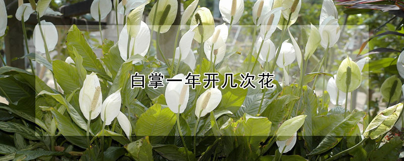 白掌一年開幾次花