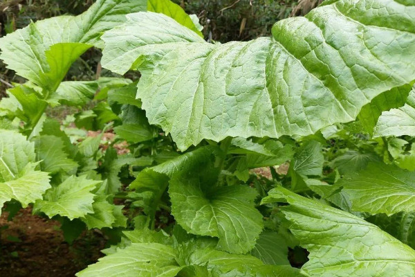 芥菜種植時間和方法