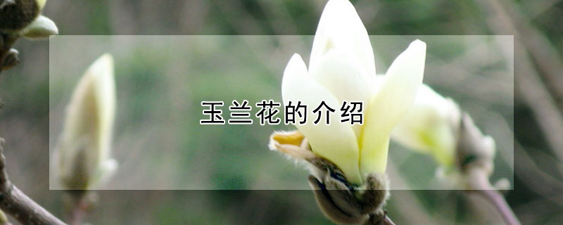 玉蘭花的介紹