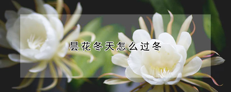 曇花冬天怎么過冬