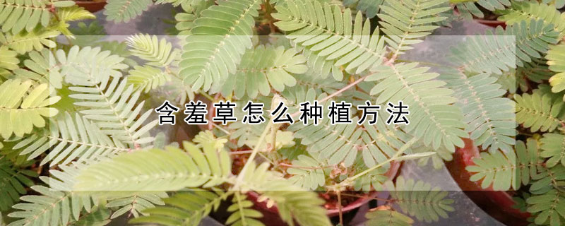 含羞草怎么種植方法