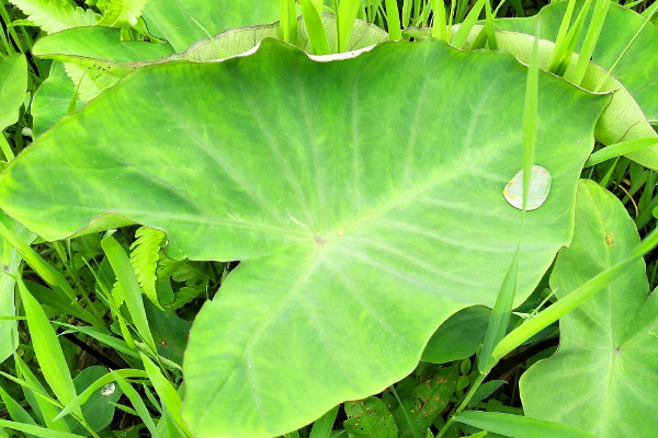 芋頭種植時間和方法