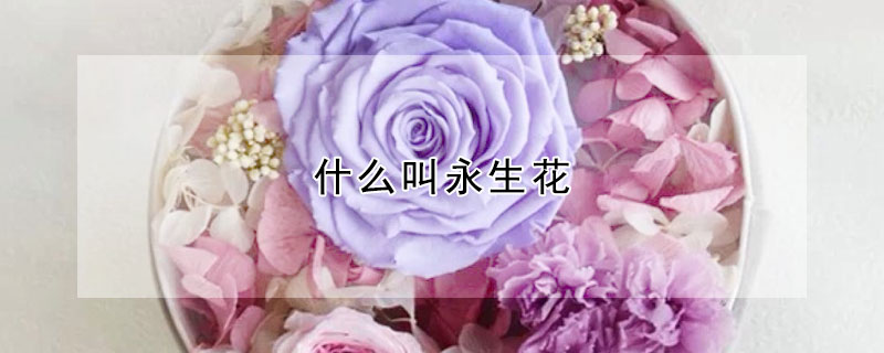 什么叫永生花