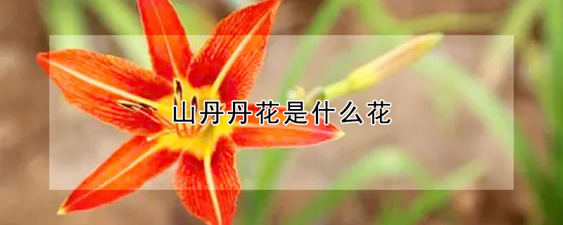 山丹丹花是什么花